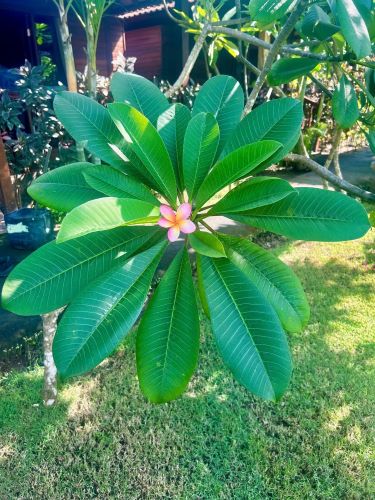 4 Day Island Yoga Holiday in BALI, INDONESIA